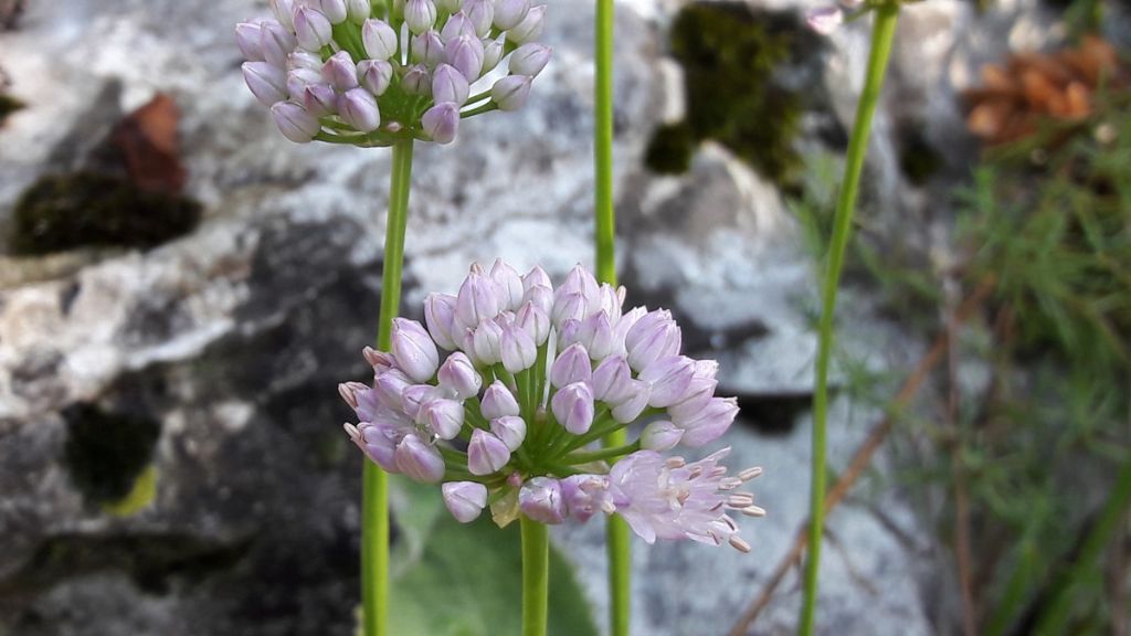 Allium  ma quale?  Allium suaveolens